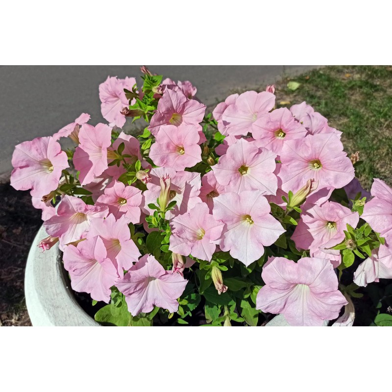 1000 Seeds Pack Petunia Multiflora Hybrida F2 Colorama Mixed -