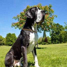 Gold Choke Chain for Dogs, 2Pack Heavy Duty Training Choker Collar for Dogs Metal Slip P Link Martingale Collars for XXS XS Small Medium Large Dog, XL