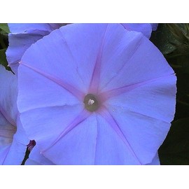 Morning Glory Heavenly Blue Untreated Fresh Nice Garden Flower by Seed Kingdom 3,000 Seeds