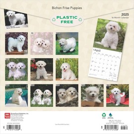 BrownTrout, Bichon Frise Puppies 2025 Wall Calendar