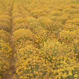 Aromatics International Helichrysum italicum Essential Oil Croatia 5ml