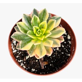Rare Live Succulent Cactus Plants for Home Office Decor (4"Pot Aeonium Sweet Tea)