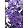 ☆Jacaranda☆ Australian Flower Essences Australian Bush Flowers 15ml
