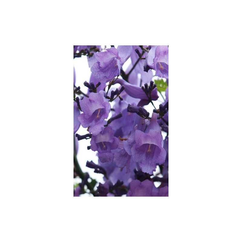 ☆Jacaranda☆ Australian Flower Essences Australian Bush Flowers 15ml