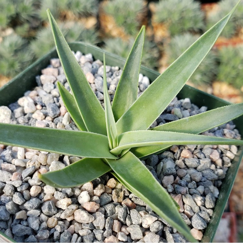 Agave bracteosa Cacti Cactus Succulent Real Live Plant