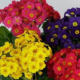 Park Seed Lighthouse Mix Primula Seeds, Mix Primrose Flowers, Pack of 15 Seeds