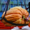 Seeds Pumpkin Big Max 10 Seeds Massive Pumpkin Giant Gourd