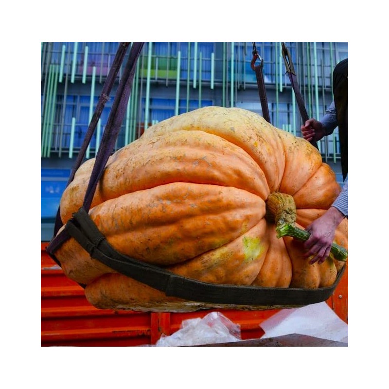 Seeds Pumpkin Big Max 10 Seeds Massive Pumpkin Giant Gourd