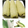 KSGARDEN 10GR = 30+ PCS WAXY CORN WHITE EXTRA STICK