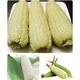 KSGARDEN 10GR = 30+ PCS WAXY CORN WHITE EXTRA STICK SEEDS , BẮP NẾP NÙ SIÊU DẺO,