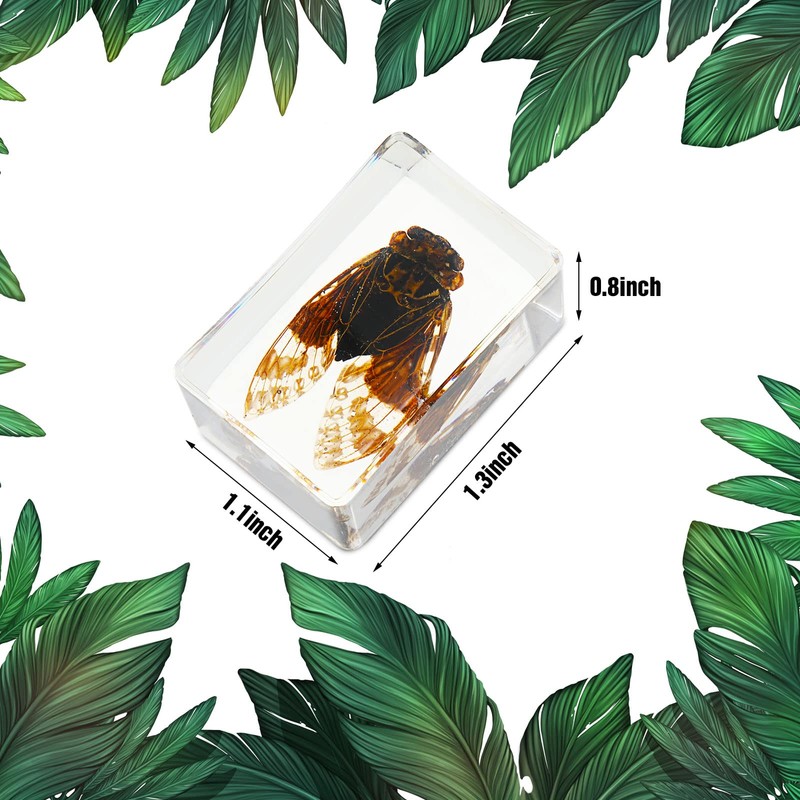 Macarrie 12 Pcs Insect Specimens for Kids Bug Collection Kit