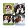 4 x Square Cavalier King Charles Spaniel Coasters - Pets