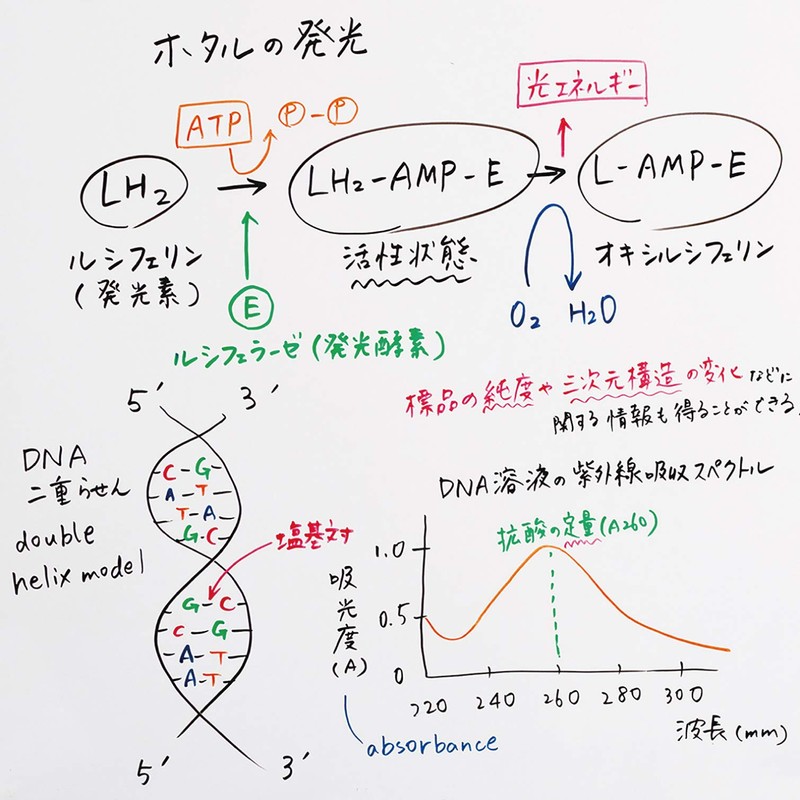 Pentel Dry Erase Markers, Fits Boards, Medium Point, Blue, EMWL5SBF-C