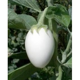 Ornamental Eggplant - 100 Seeds - Edible - Solanum Melongena