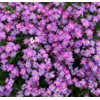 1oz Virginia Stock Flower Seeds Mix Malcolmia Maritima Fragrant (70,000