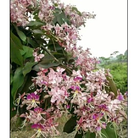 5 Lysidice rhodostegia Hance Seeds Ornamental Tree - Beautiful Flowers Aromatic Very Rare Heirloom