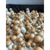 Myco Labs Premium Bulk Mushroom Substrate Mix | Fully Pastuerized