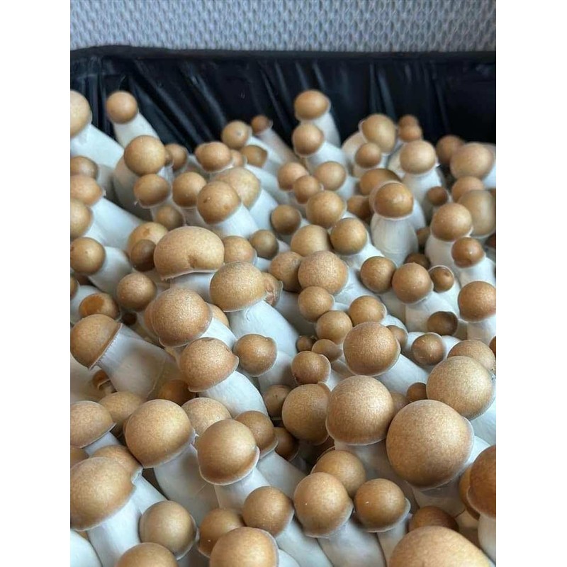 Myco Labs Premium Bulk Mushroom Substrate Mix | Fully Pastuerized