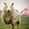 Sheep Shears Sheep Goats Pets Tools Farm Springs Scissors Trimmer