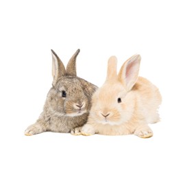 Stickerscape Fluffy Bunnies Window Sticker | Easy to Apply | Repositionable and Reusable | Viewable From Both Sides Of A Window | Spring and Easter Themed Window Stickers