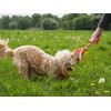 Rosewood Double Tug Rope Toy For Dogs, multi