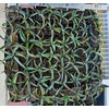 Banana Yucca Plant, Yucca Baccata, Evergreen Shrub, 2 Inch Pot