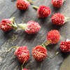 Flowers Tea Pure Organic Bulk of Hongqiao Plum Blossom Herbal