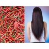 2 Shampoo Chile Y Romero Anti Caída Y Crecimiento Cabello