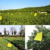 50Pcs Double Sided Insect Yellow Catching Board Sticky Flying Insect
