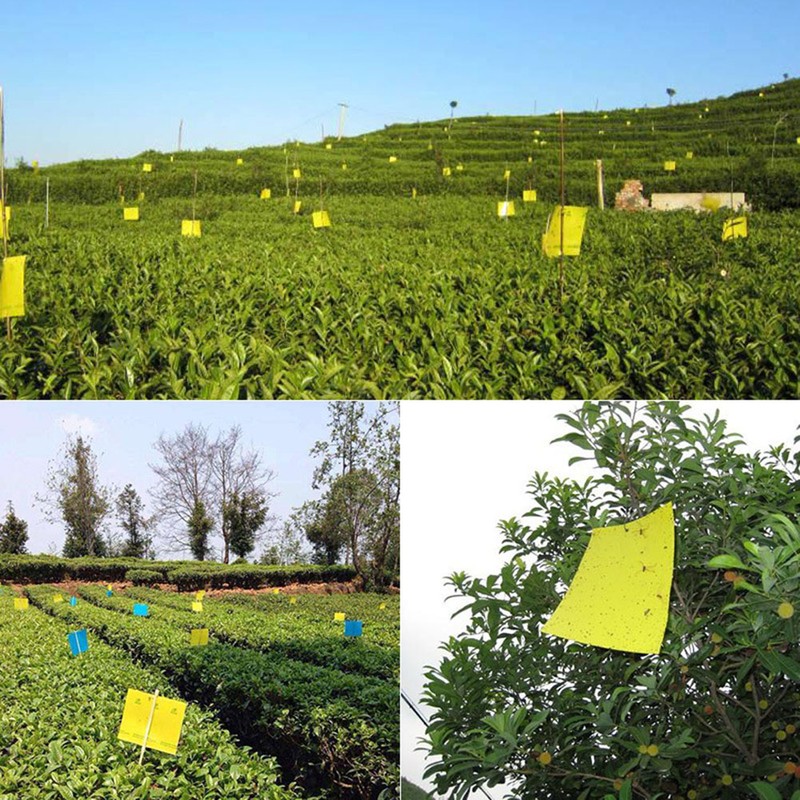 50Pcs Double Sided Insect Yellow Catching Board Sticky Flying Insect