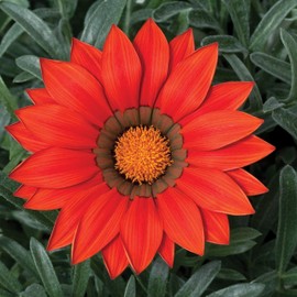 Outsidepride Gazania Kiss Frosty Red - 100 Seeds