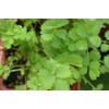 “Salad Burnet” Herb Seeds – Alternative Salad Green and Easy-to-Grow