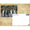 Edition Colibri Penguine Funny Postcard Set with 3 Different Postcards