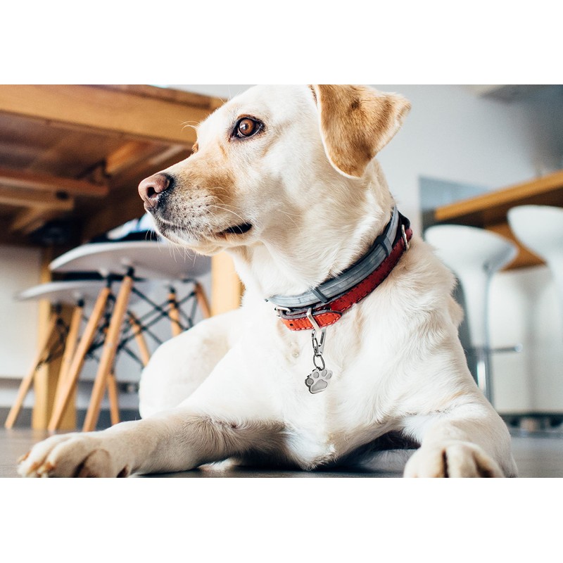 Chyobo Stainless Steel Dog Tag Quick Clips - for Medium