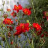 Outsidepride Geum Mrs. Bradshaw - 2000 Seeds