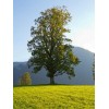 Tree Silver Maple Tree - 12-18" Tall - Live Plant