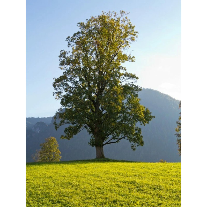 Tree Silver Maple Tree - 12-18" Tall - Live Plant