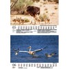 Tierzauber Africa DIN A5 Wall Calendar for 2024 Various Animals