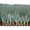 Atlas Scallion Onion Vegetable Seeds - Over 10,00 Seeds