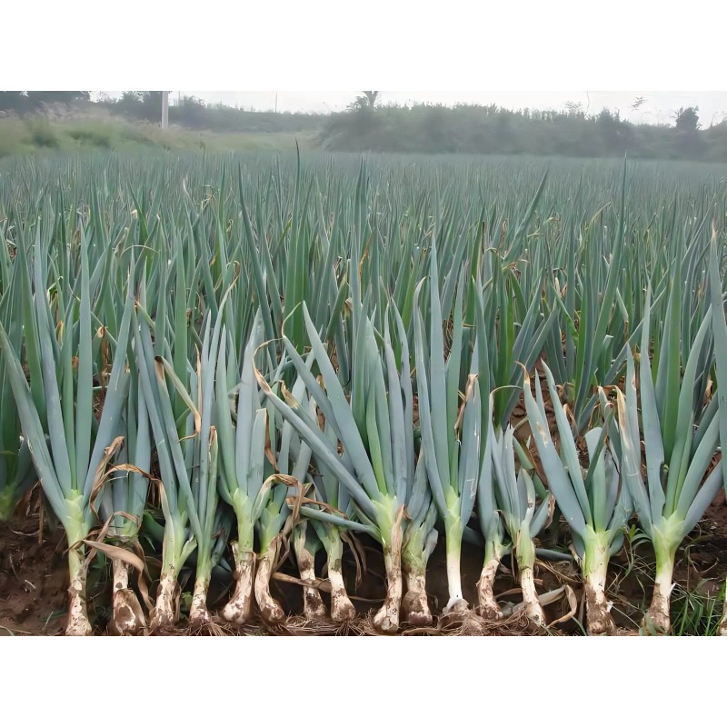 Atlas Scallion Onion Vegetable Seeds - Over 10,00 Seeds