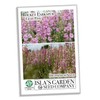 Light Pink Larkspur Rocket Flower Seeds for Planting, 250+ Seeds
