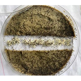 Educational Science Silkworm Eggs, Normal, Hatching Kit, 250 Eggs, Food, Rearing Tub, SWEK250A