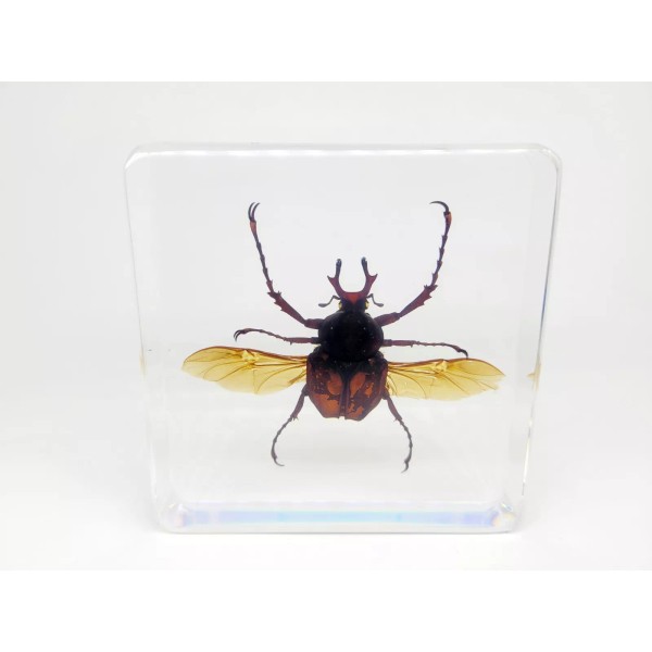 Large Antler Horned Beetle in Lucite, Resin