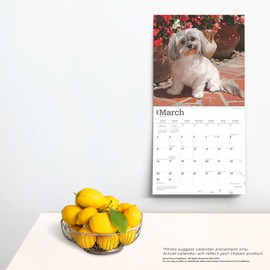 Havanese | 2025 12 x 24 Inch Monthly Square Wall Calendar | BrownTrout | Animals Dog Breeds