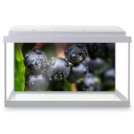 Aquarium Fish Tank Background 90x45 cm - Black Chokeberry Fruit Plant Nature Static Cling Vinyl Vivarium Terrarium External Application #52642