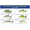 Crappie & White Bass Ident-I-Card - Freshwater Fish Identification Card