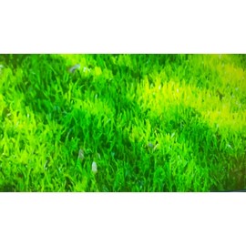 Tender &True Organic Premium Dog Food,Turkey And Liver 1 Bag-4 LB Organic