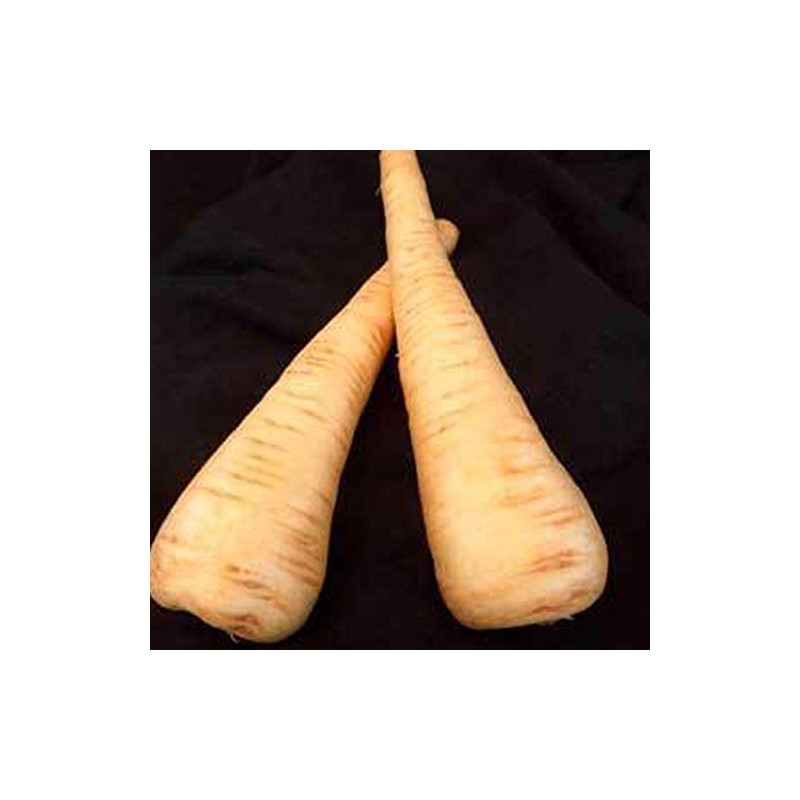 All American Parsnip Seeds - 3 g ~500 Seeds -