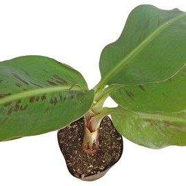 Monkey Banana Seedling Mericron Pot Seedling & Imperfect Seashell 3.5 oz (100 g) Set