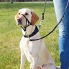 WUDQIJI Training Harness Dog Halter Pet Muzzle for Dogs Muzzle